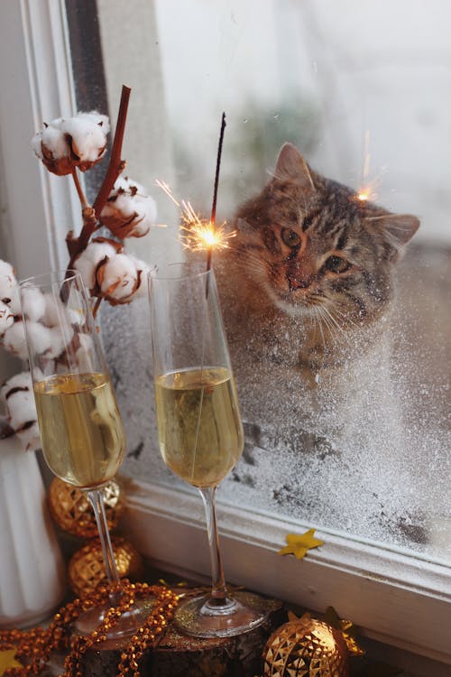 Chat derrière vitre qui regarde une flûte de champagne