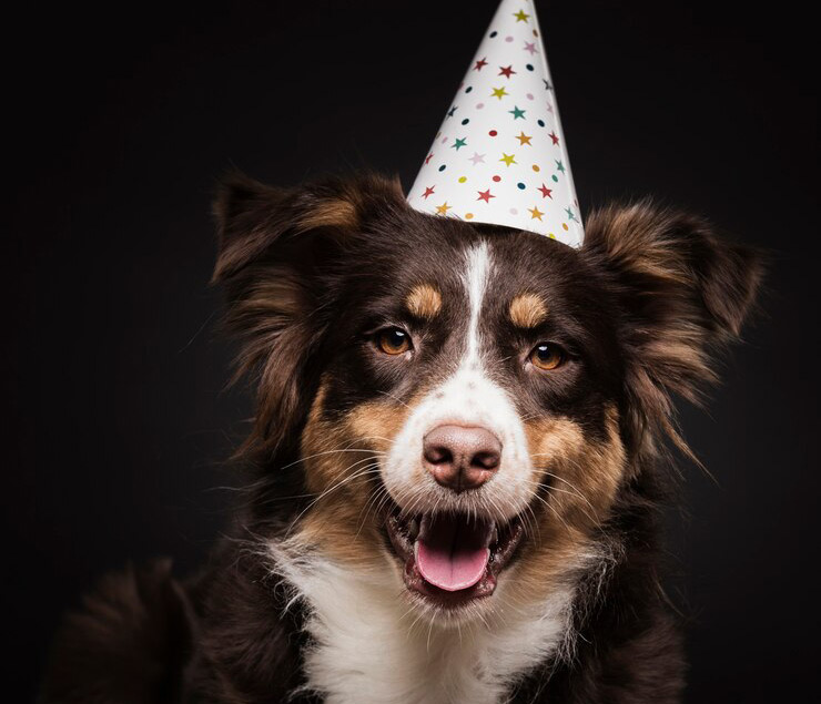 Chien avec chapeau festif sur la tête